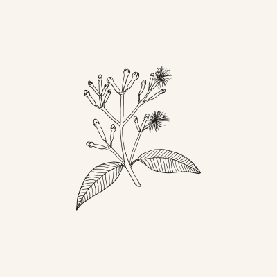 Botanical line drawing of a clove branch with buds and open flowers.